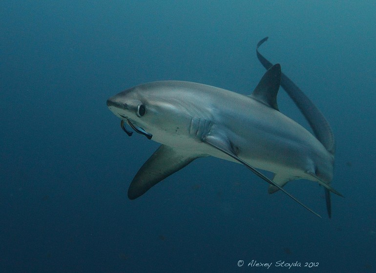 Asie voyage philippines requin renard shark Malapascua plongée